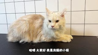 洗护一位十五斤的缅因猫，全程都是乖乖的，不愧是温柔的巨人！【小程洗狗日记】