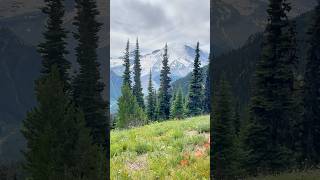 Blooming Heights: The Alpine Meadows of Mount Rainier National Park