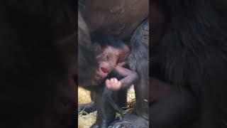 Amazing !! 2 Day Old Baby Chimpanzee Clinging Onto Mom