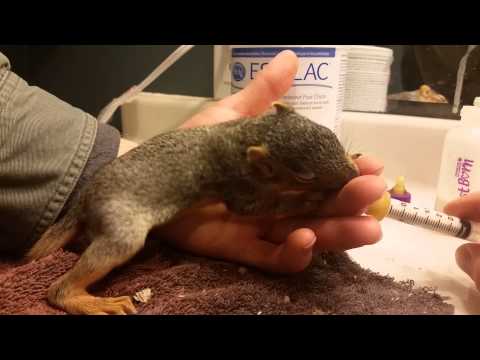 how to feed baby squirrel how to feed baby squirrel
