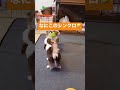 はいひょっこりはん