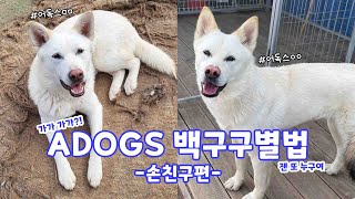 똑같이 생긴 백구들 구별하는 법 | 손친구특강 | 어독스 | 유기견쉼터 | 유기견입양 | 사지말고입양하세요