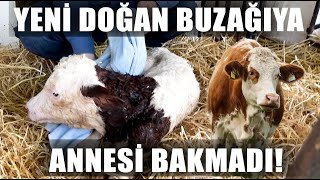 Simental Mi Holstein Mı? Süt İşletmesi Nasıl Ayakta Kalır? Yeni Doğan Buzağı / Verimli Çiftlikler