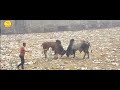 दो सांड की भयंकर लड़ाई fight animals bull bullfight animalsvlogs entertainment entertainment