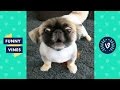 TRY NOT TO LAUGH -  Funny Animals Vines Compilation