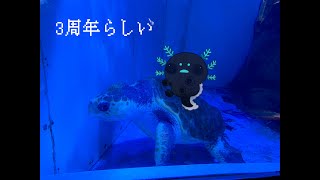 3周年らしい（雑談+ゲーム（怪異回収その7））