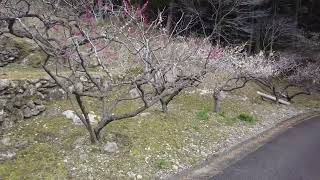 早春の里山　川売の梅花　　 Early spring.   Kaore plum blooms