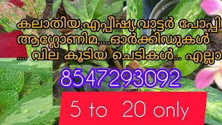 ഓർക്കിഡ്, കലാതിയ, ആഗ്ലോണിമ, എപീഷിയ,.... വില കൂടിയ പ്ലാന്റ്റുകൾ റൂട്ട് ഉള്ളത് 5 to 20വരെ മാത്രം.