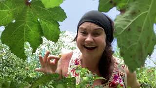 Preserving the Harvest GROUND CHERRY JAM