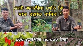 ভোট জলকীয়া খেতি কি দৰে বস্তাত কৰিব ? ১০০ জোপাত ৫০,০০০ টকা // Bhut Jolokia Kheti .