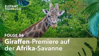 Giraffen erstmals in der Afrika-Savanne (Folge 56) | Elefant, Tiger \u0026 Co. | MDR