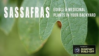 Sassafras: Edible and Medicinal Plants in Your Backyard