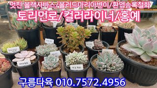 구름다육의 예쁜 다육이들 소개합니다! 블러드마리아변이 \u0026 토리먼로, 컬러라이너, 츄비바니 최고!  구름다육 010.7572.4956