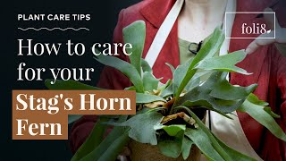 Staghorn Fern Plant Care Tips 🌿 Platycerium bifurcatum