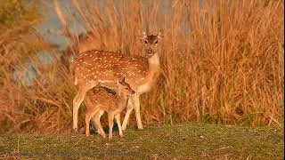 Spotted Deer | புள்ளி மான்