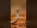 “1 bite can kill 100 humans the inland taipan’s secret power”