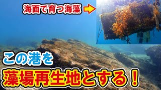 【ウニ駆除】港に海藻の森を造る！【海藻栽培】