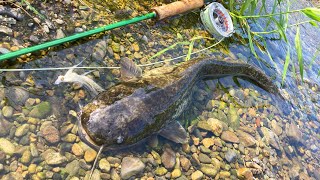 フライで川底ナマズ釣り | Catfish on the Fly