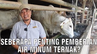 Berapa Banyak Pemberian Air Minum Ternak