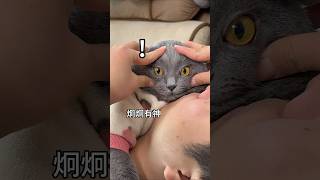 上个厕所的功夫，我的猫又趴我老公脸上了！ #cat #猫咪的迷惑行为 #萌宠 #pets #精神状态良好