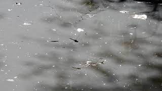 Dragonfly egg laying on fresh water surface