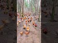 Chickens army 🐔😍 funny video 😂#Chicken #shorts #shortsfeed #viral #funnyvideos