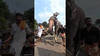 ushasree sankarankutty #elephant_video