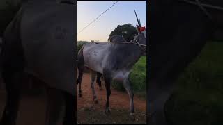 Hallikar stud bull bought by Revanna for 4 Lakh 10 thousand