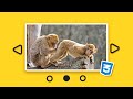 Build a Responsive Slideshow in CSS: A Step-by-Step Guide