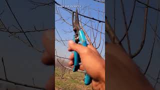 Pruning Techniques #satisfying #gardening #pruning