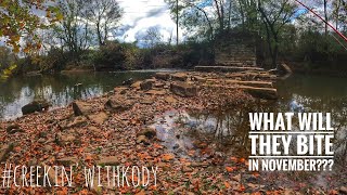 WHAT WILL THEY BITE IN NOVEMBER??? MULTISPECIES CREEK FISHING FUN