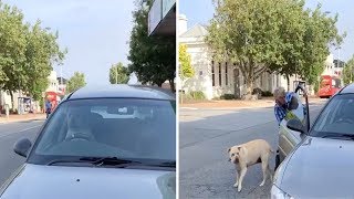 Impatient Dog Jumps On Car Horn