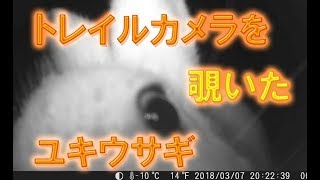 トレイルカメラを 覗いた 写った エゾユキウサギ　Lepus timidus ainu