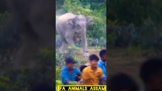 WILD ELEPHANT ATTACK ELEPHANT VS MAN'S 😱🐘#shorts