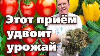 ГОРЯЧАЯ МУЛЬЧА. КАК СДЕЛАТЬ  ДЛЯ ЧЕГО ИСПОЛЬЗОВАТЬ