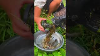 Why is loach so delicious? 泥鳅为什么那么好吃呢 #Xiaomei #fishingfun #fishinglife #outdoors #fishfood