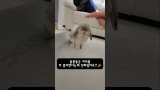 동물들은 여자를 더 좋아할까요?✨️#うさぎ #rabbit