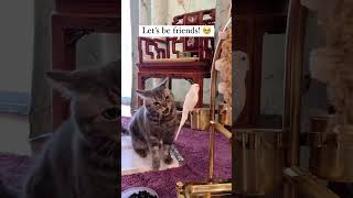 😺 : yuk berteman.        #shortvideo #funny #cat #fyp