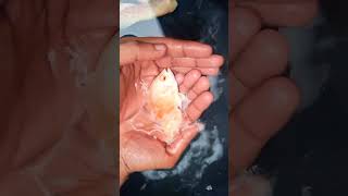 നമ്മുടെ ഫയർ റെഡ് ഓസ്കാർ 🔥/#shortvideo #youtube #fish #fishing #short #oscarfish #oscars #fishworld