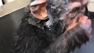 CHIMPANZEE TAKING ACTUAL SHOWER/BATH |MUST WATCH|SHOWER TIME