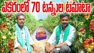 ఎకరం 70 టన్నుల టమాటా పండిస్తున్న | Tomato Cultivation | రైతుబడి