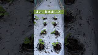 秋冬野菜【定植スタート】#キャベツ #ブロッコリー #白菜 #家庭菜園 #無農薬