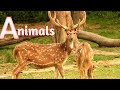 4k wild animals and birds | jungle live | safari discovery | animals cams live