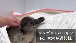 フンボルトペンギンNo. 102の成長記録