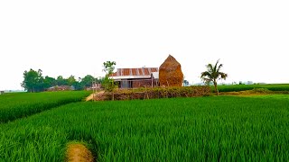 বাংলাদেশের সুন্দর একটি গ্রামের দৃশ্য। BD Village Beautiful Scenery HD Video. Village Nature Video