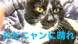 ヨルシカ熱唱してたら猫が膝に乗ってきて寝た。【ただ君に晴れ/ヨルシカ】【お家ver】【くっつき虫のふぃっちゃん】