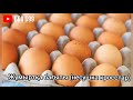 Тауықтың түрлері 🥚🐣🐤