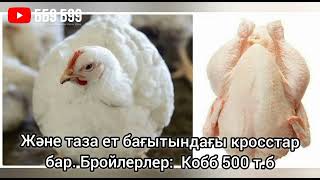 Тауықтың түрлері 🥚🐣🐤