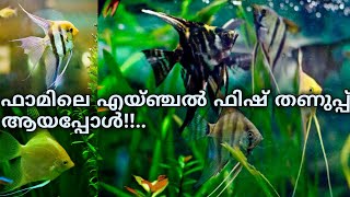 #ornamentalfish#|ഫാമിലെ എയ്ഞ്ചൽ ഫിഷ് തണുപ്പ്  ആയപ്പോൾ!!..|