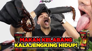 GILA! MUKBANG KELABANG KALAJENGKING